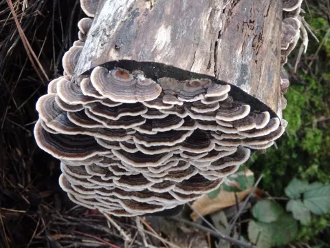 Trametes