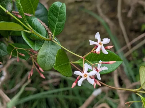 Trachelospermum