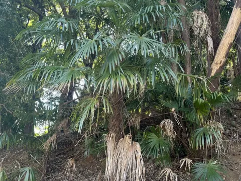 Trachycarpus