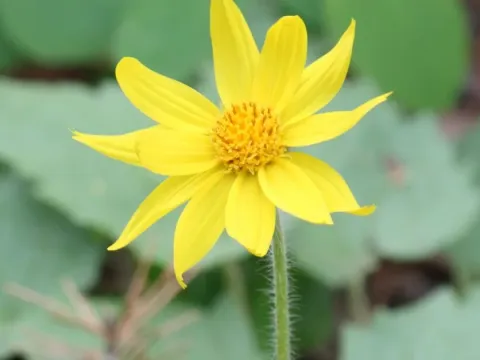 Arnica