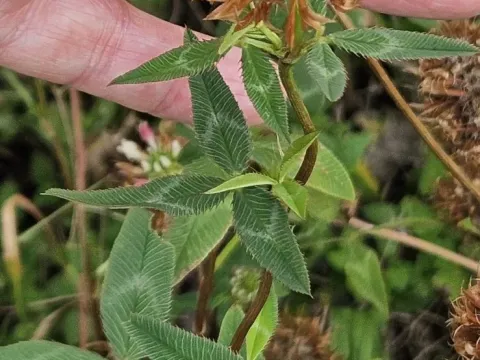 Trifolium vesiculosum