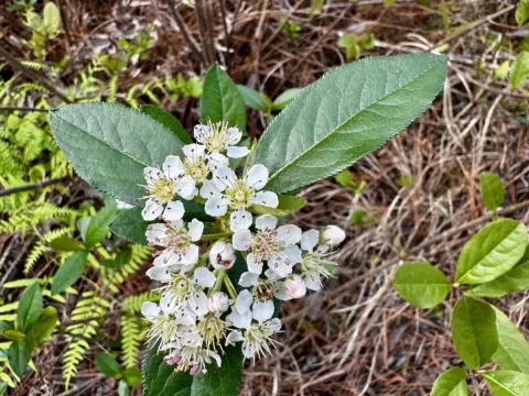 Chokeberry
