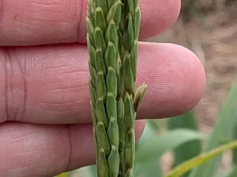 Tripsacum-corn hybrid