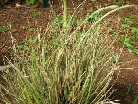 Trisetum