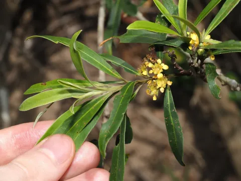 Tristaniopsis