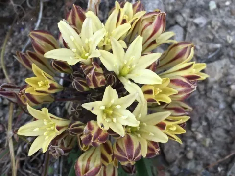 Triteleia