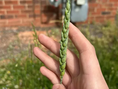 Wheat
