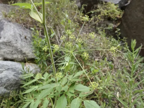 Арракація