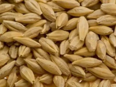 Tritordeum