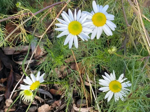Tripleurospermum