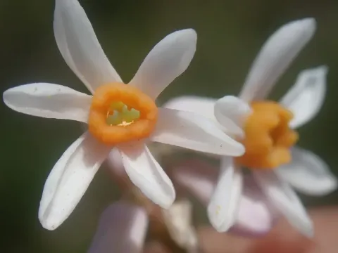 Tulbaghia