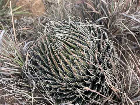 Aristaloe