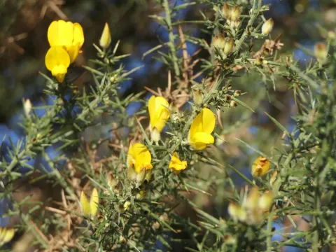 Gorse