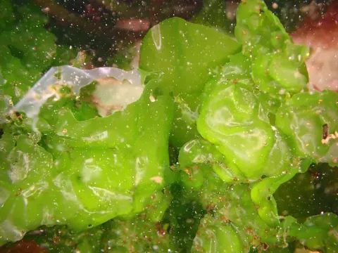 Ульва