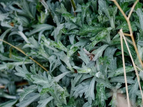 Wormwood
