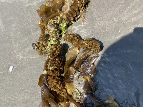 Wakame