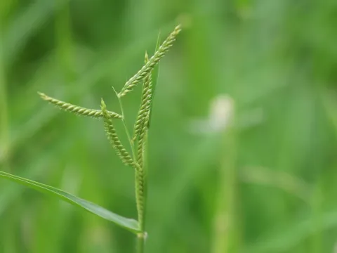 Urochloa trichopus
