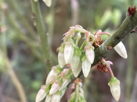Vaccinium atrococcum