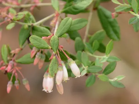 Darrow's blueberry