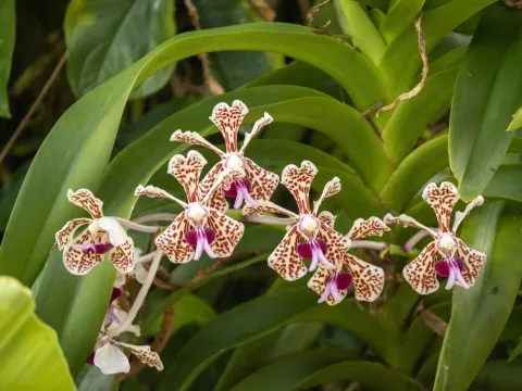 Vanda