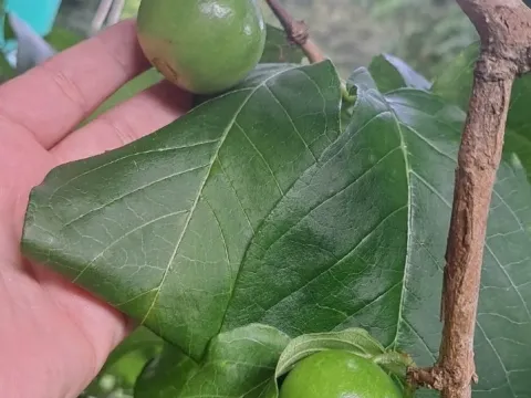 Vangueria