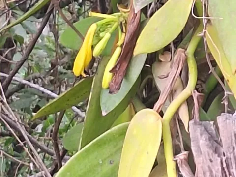 Vanilla