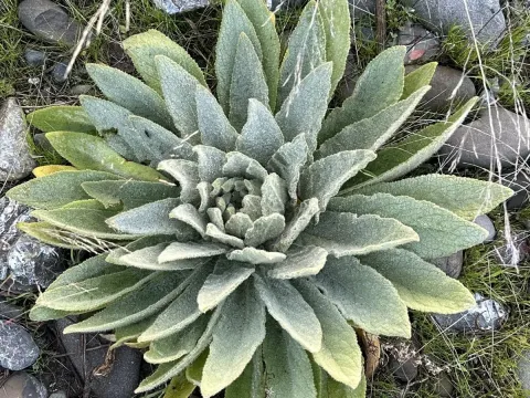 Mullein