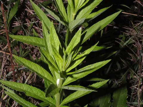 Veronicastrum