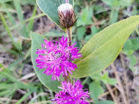 Chrysolaena