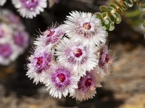Verticordia