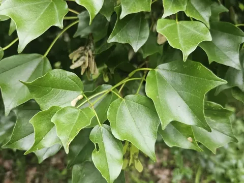 Trident maple