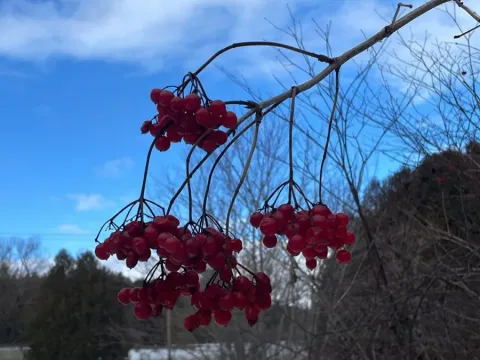 Viburnum