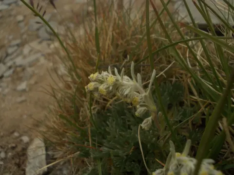 Rock wormwood