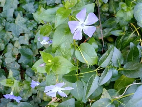 Periwinkle