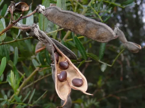 Virgilia