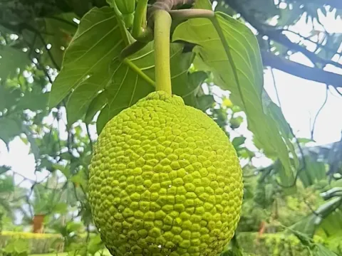 Artocarpus camansi