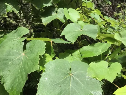 Grape