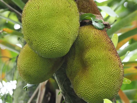 Breadfruit