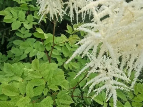 Aruncus