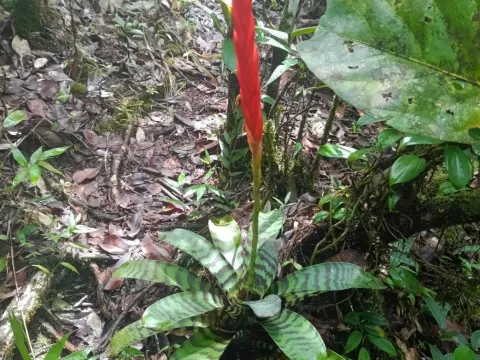 Flaming sword