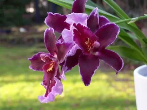 Вуйлстекеара