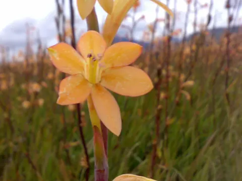 Watsonia