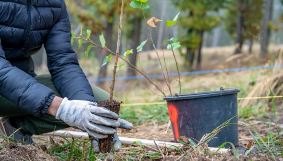 Selection and Planting of Fruit Crop Seedlings in Central Russia's Climate