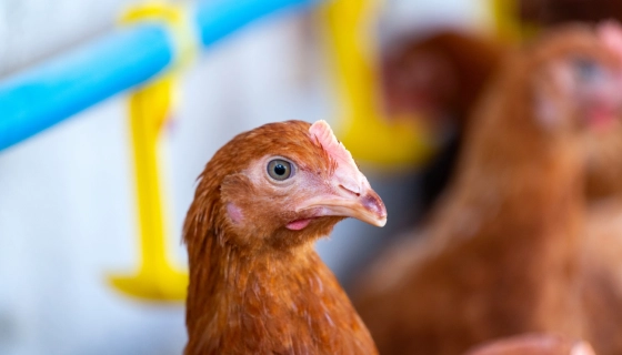 Как самостоятельно заменить терморегулятор в инкубаторе