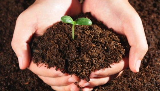 Натуральные удобрения для растений