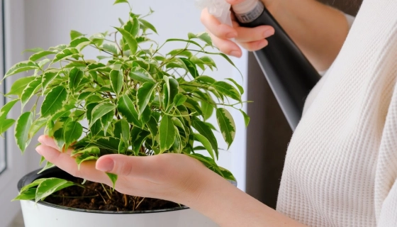 Правила вибору добрив для квітів	