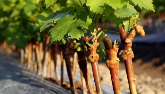 Способы выращивания винограда