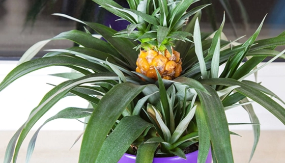 Как посадить ананас в домашних условиях: особенности и рекомендации