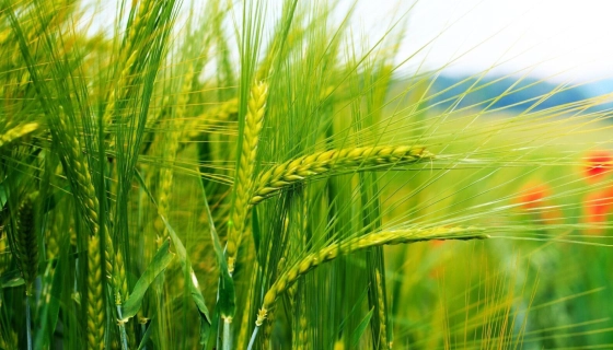 Особливості застосування гербіцидів в озимій пшениці: вибір, терміни та дози внесення