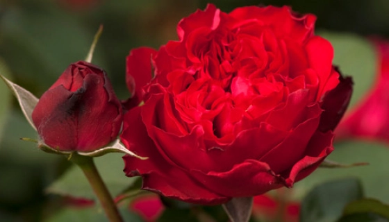 Борьба с вредителями и болезнями в выращивании роз